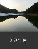 계단식 논 